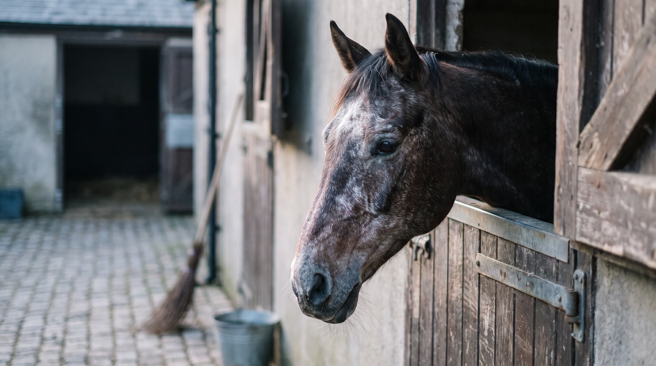 Ein altes dunkelbraunes Pferd mit ergrautem Gesicht blickt über eine verwitterte Stalltür auf einen gepflasterten Hof, dahinter ein Besen und ein Eimer an der Wand.