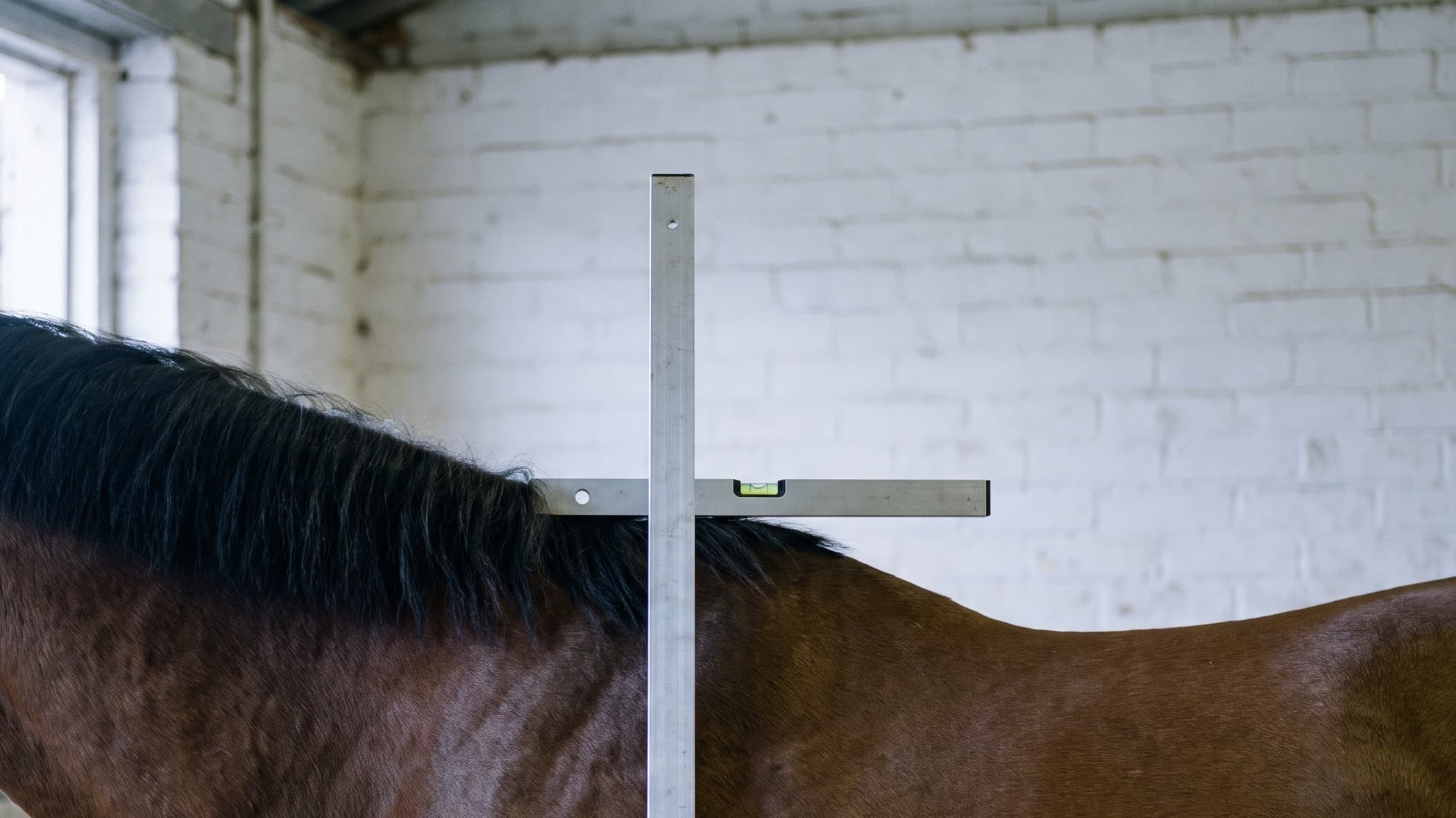 Ein schlichter Messstock aus Aluminium steht senkrecht neben einem braunen Pferd in einem weiß gekalkten Stall, der waagerechte Ausleger liegt auf dem Widerrist, wo die schwarze Mähne endet.